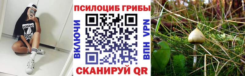 Купить  Кизляр  Псилоцибиновые грибы Cubensis 